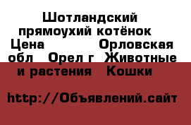 Шотландский  прямоухий котёнок  › Цена ­ 3 000 - Орловская обл., Орел г. Животные и растения » Кошки   
